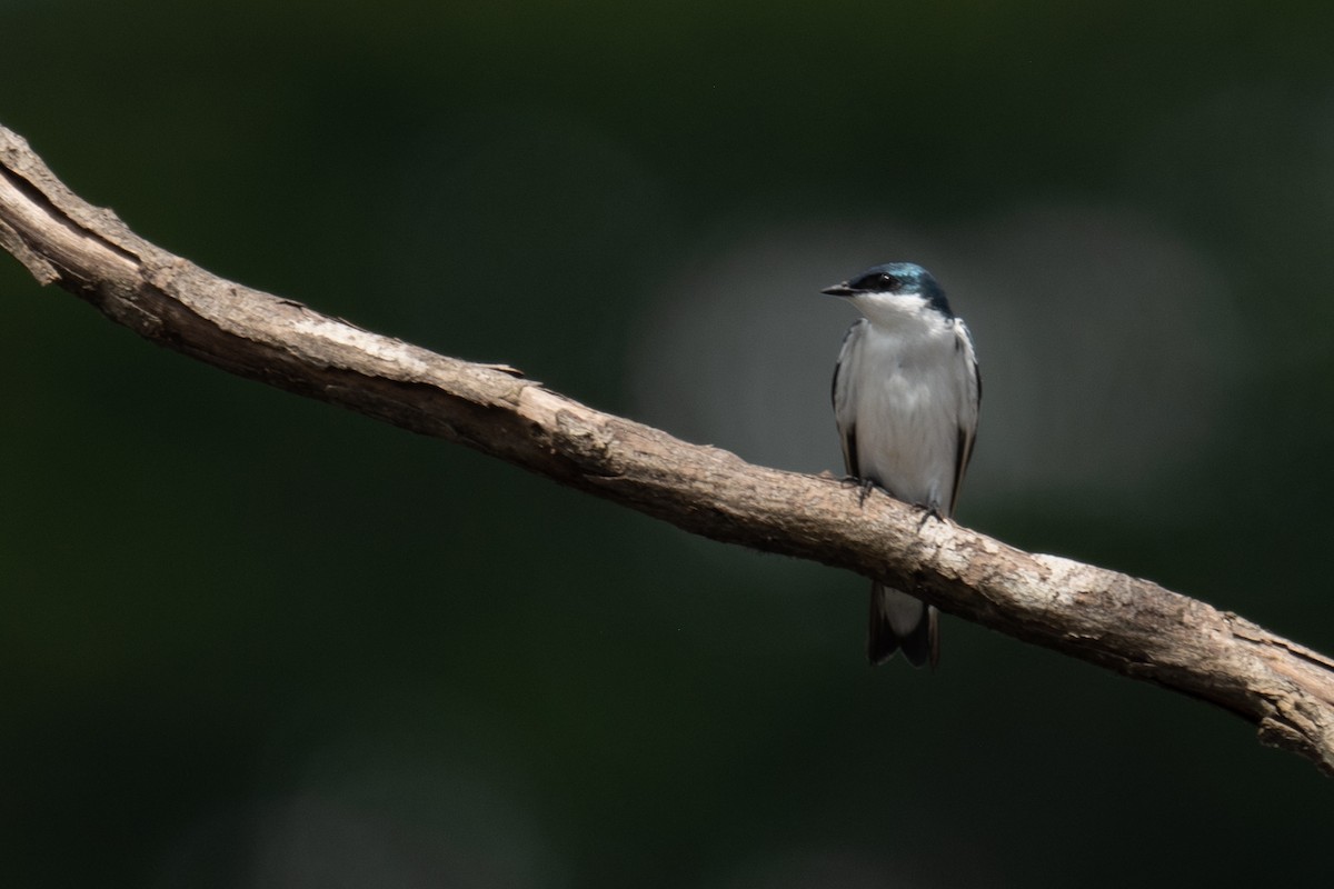 White-winged Swallow - ML618555113