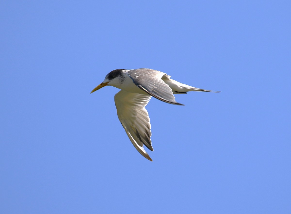 Great Crested Tern - ML618555115