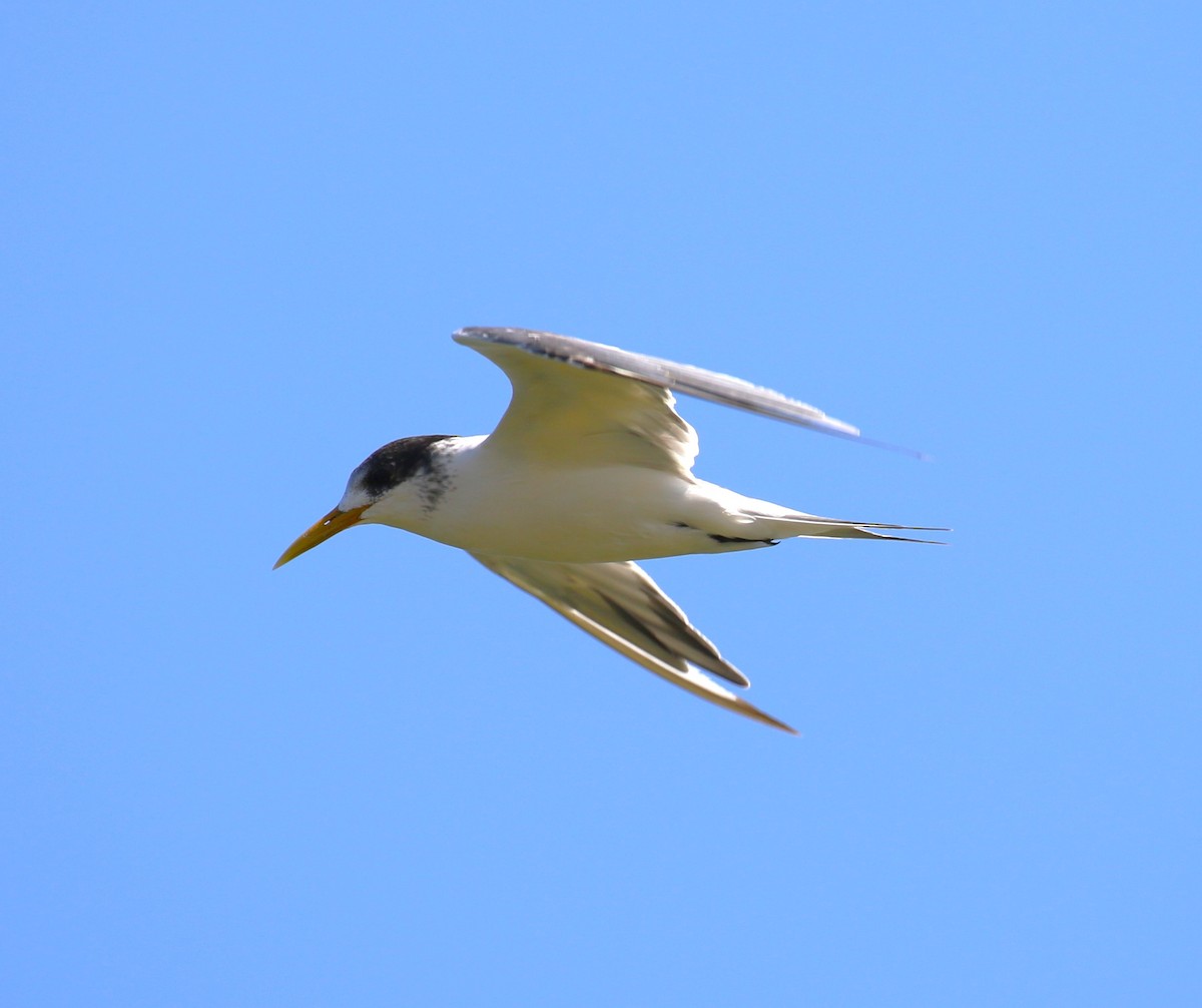 Great Crested Tern - ML618555116