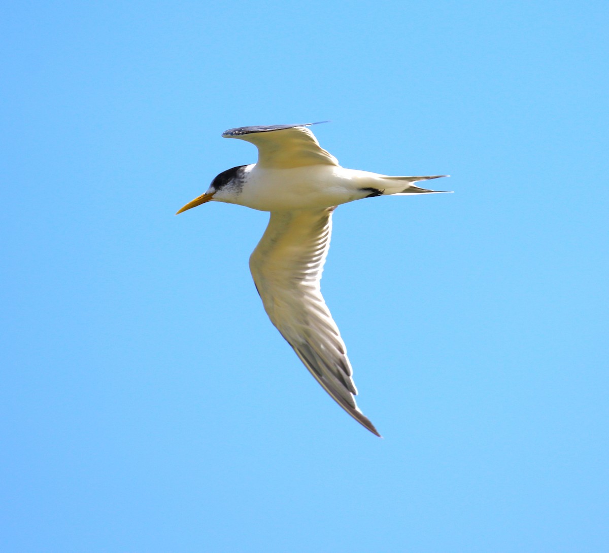 Great Crested Tern - ML618555120