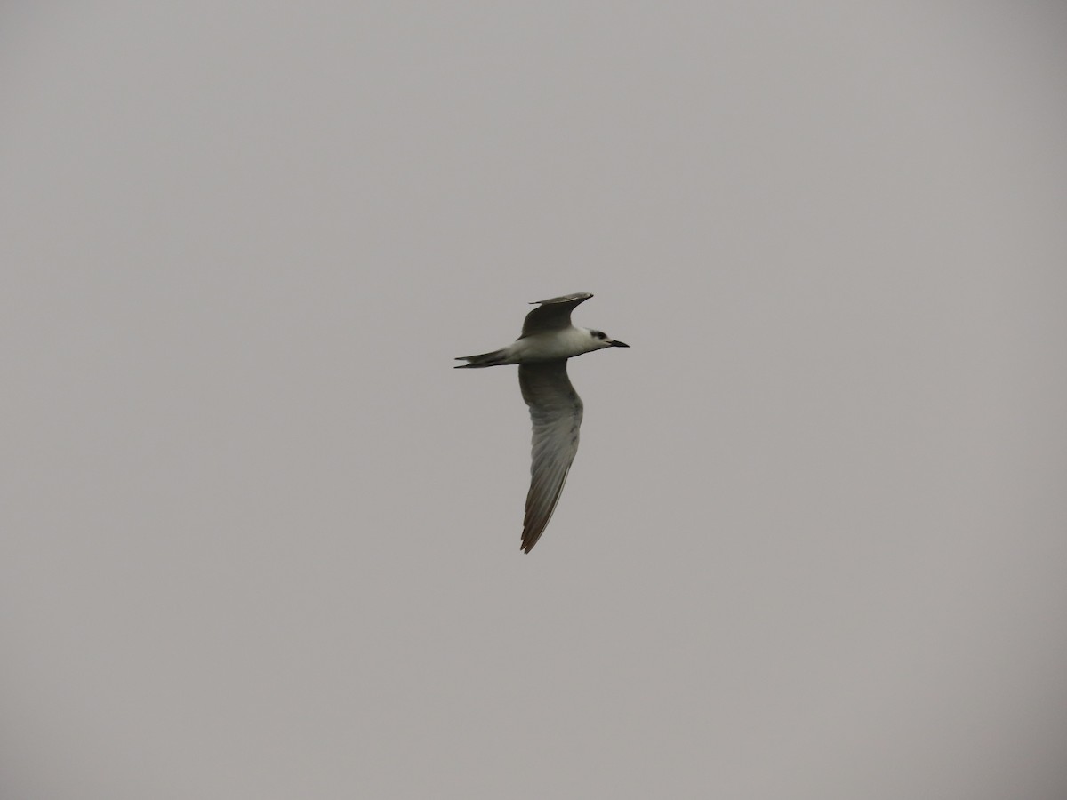 White-winged Tern - ML618555121