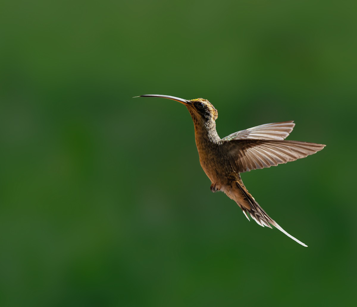 Scale-throated Hermit - ML618555132