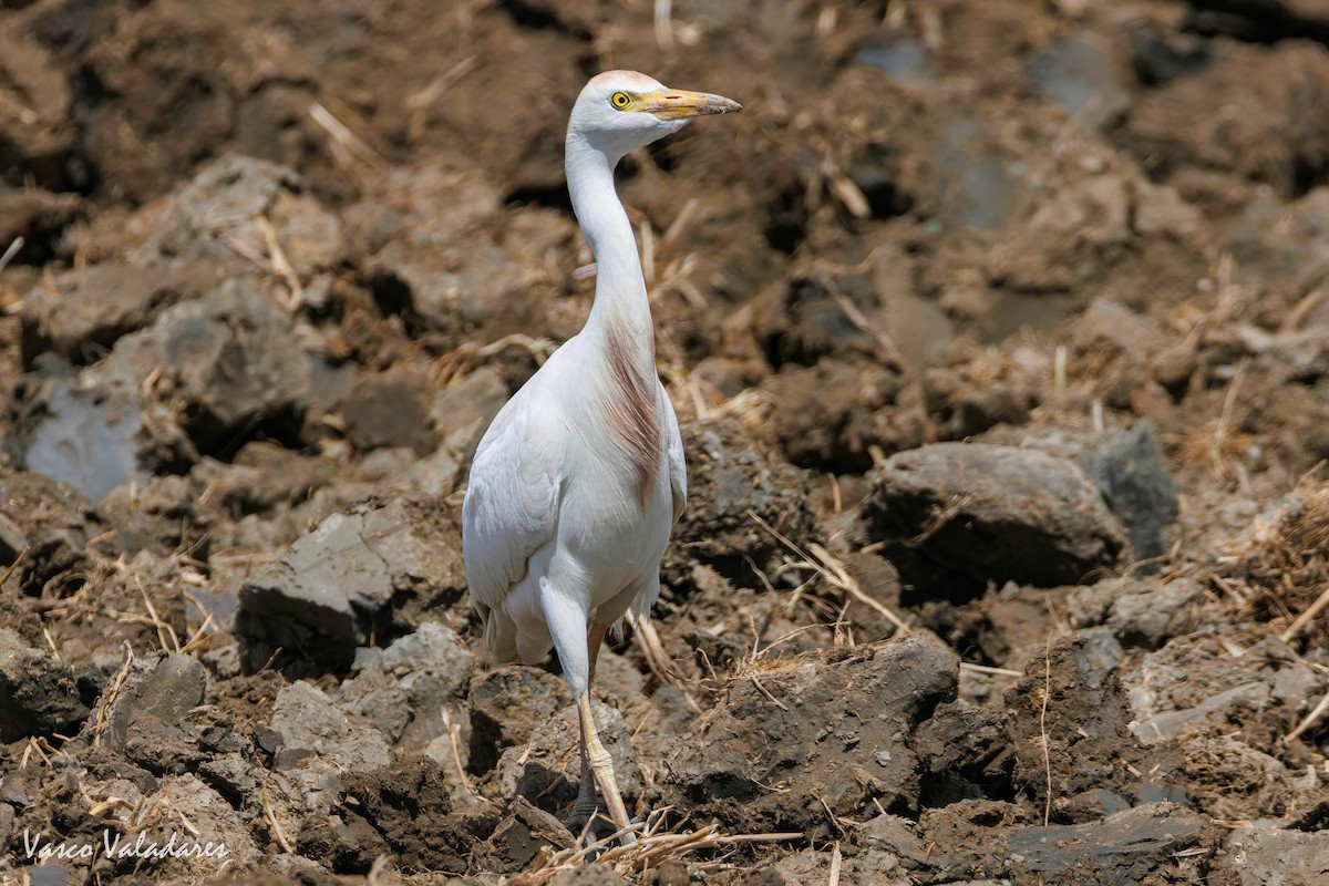 Египетская цапля (ibis) - ML618555163