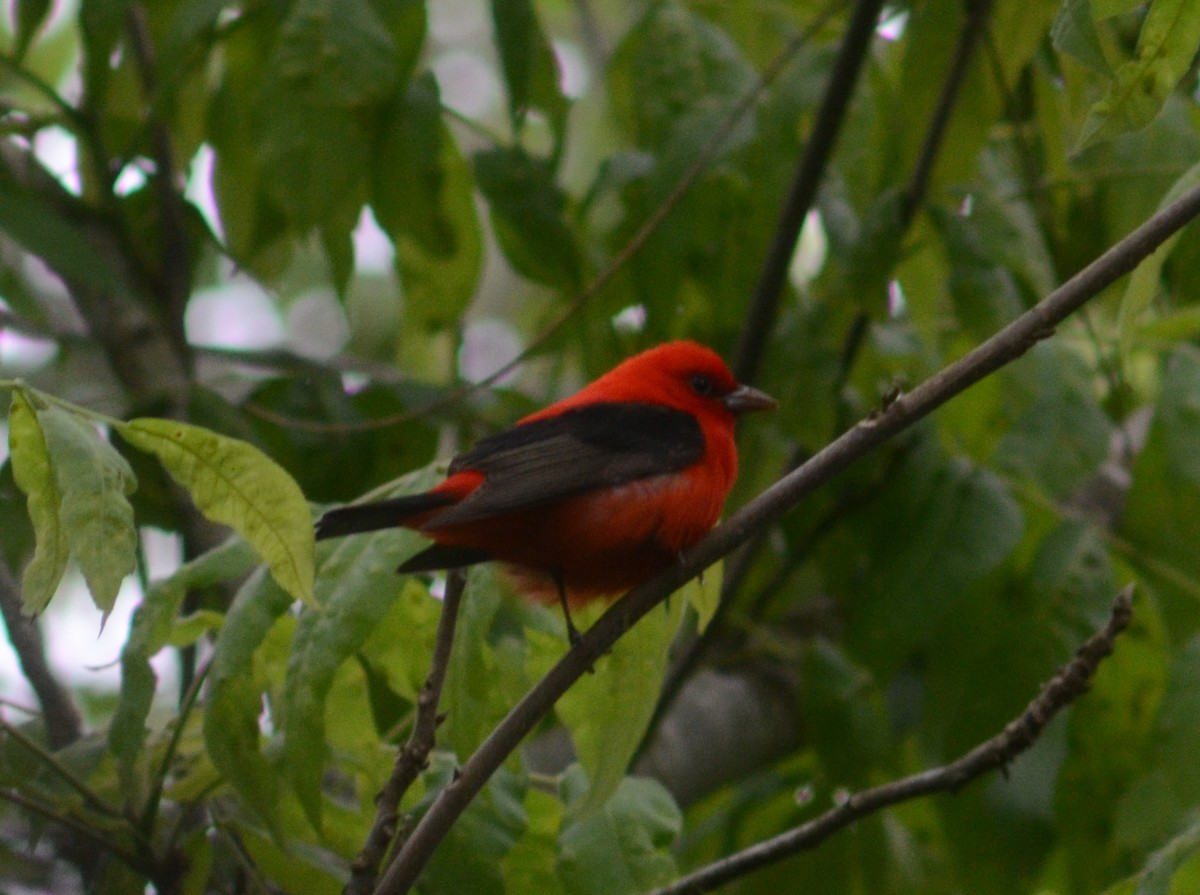 Scarlet Tanager - ML618555167