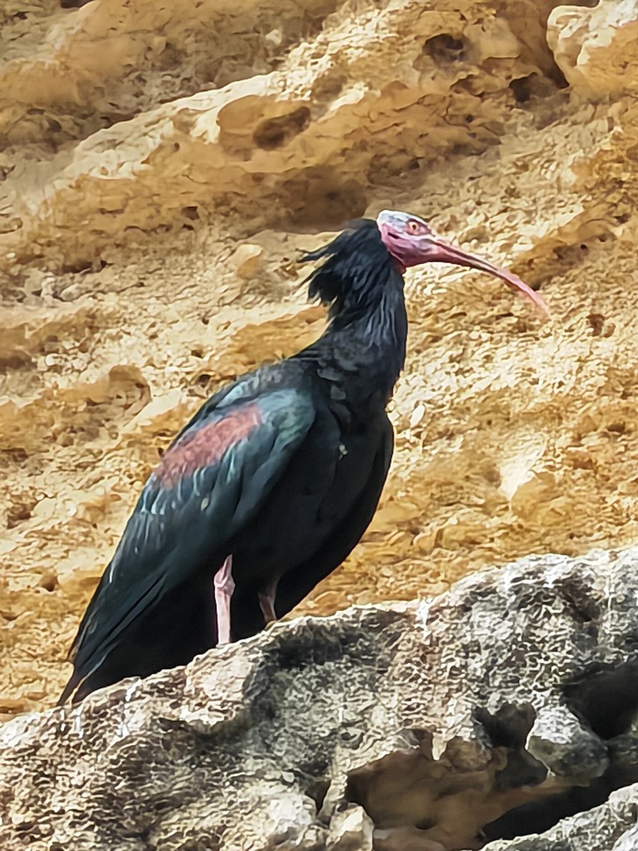 skallet ibis - ML618555235