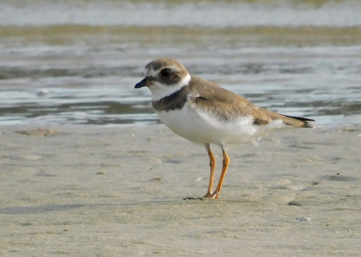 Semipalmated Plover - ML618555287