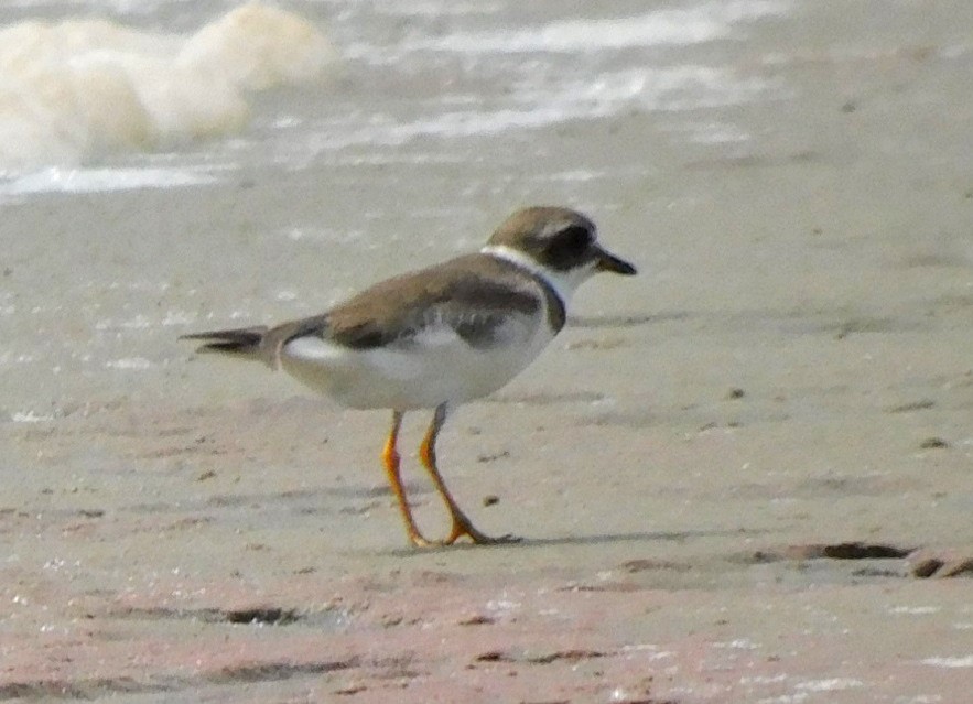 Semipalmated Plover - ML618555335