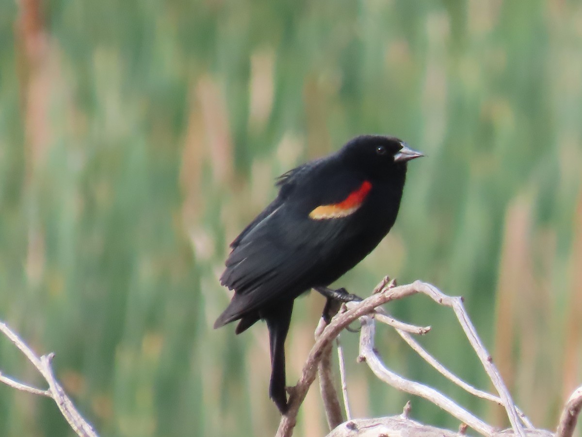 Red-winged Blackbird - ML618555423