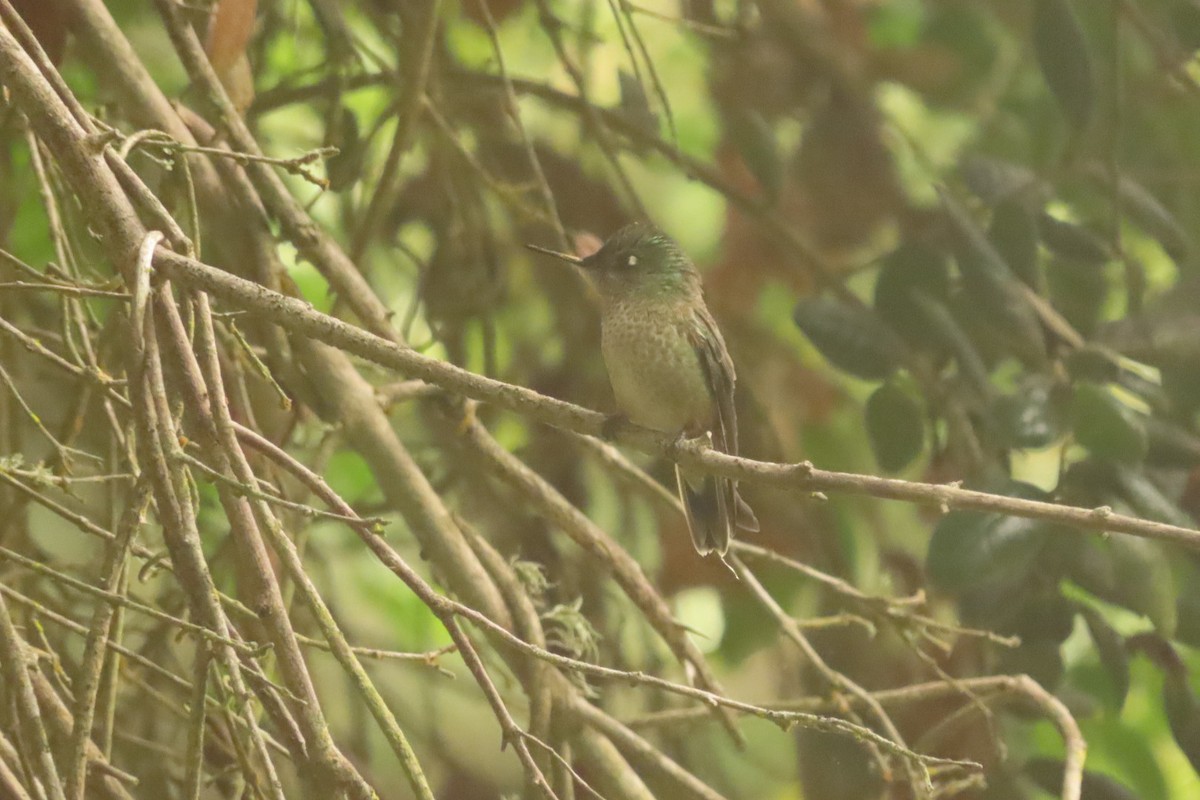 Green-backed Firecrown - Andrés Bustos