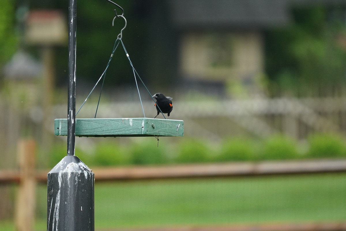 Red-winged Blackbird (Red-winged) - ML618555467