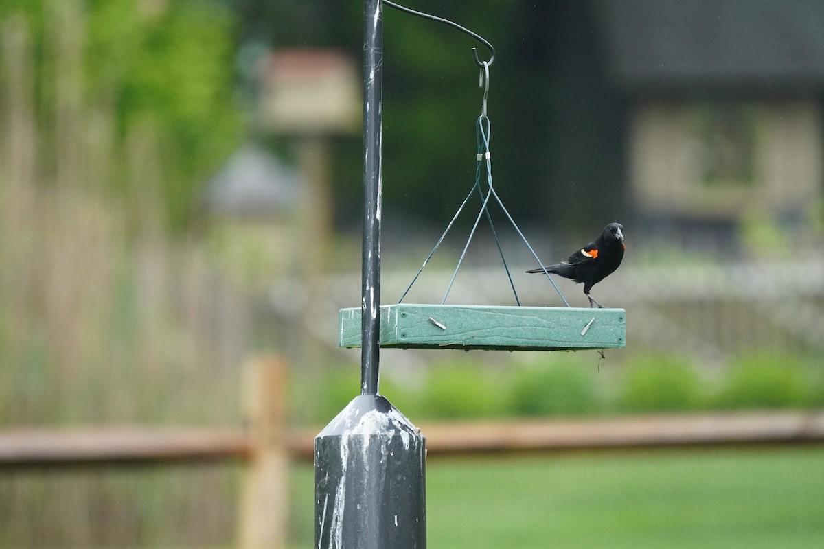 Red-winged Blackbird (Red-winged) - ML618555469