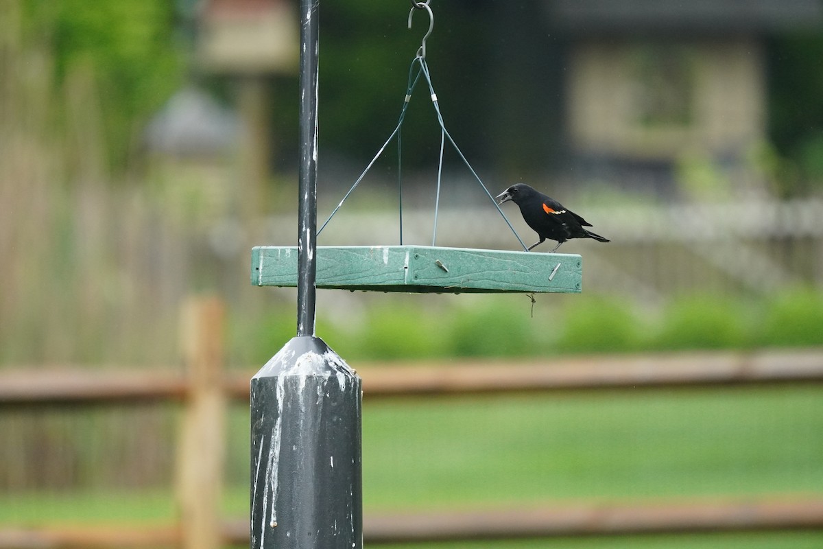 Red-winged Blackbird (Red-winged) - Braydon Leary