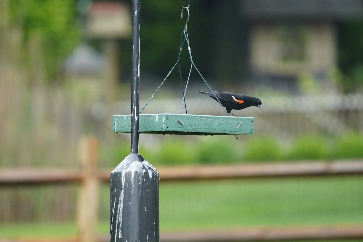 Red-winged Blackbird (Red-winged) - ML618555471