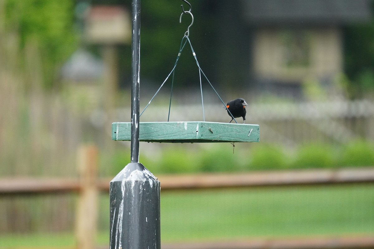 Red-winged Blackbird (Red-winged) - ML618555473