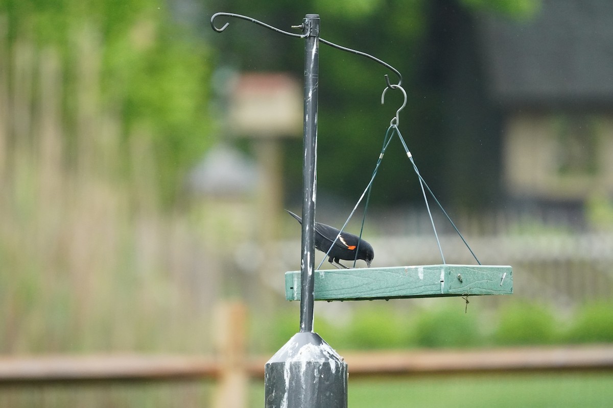 Red-winged Blackbird (Red-winged) - ML618555474