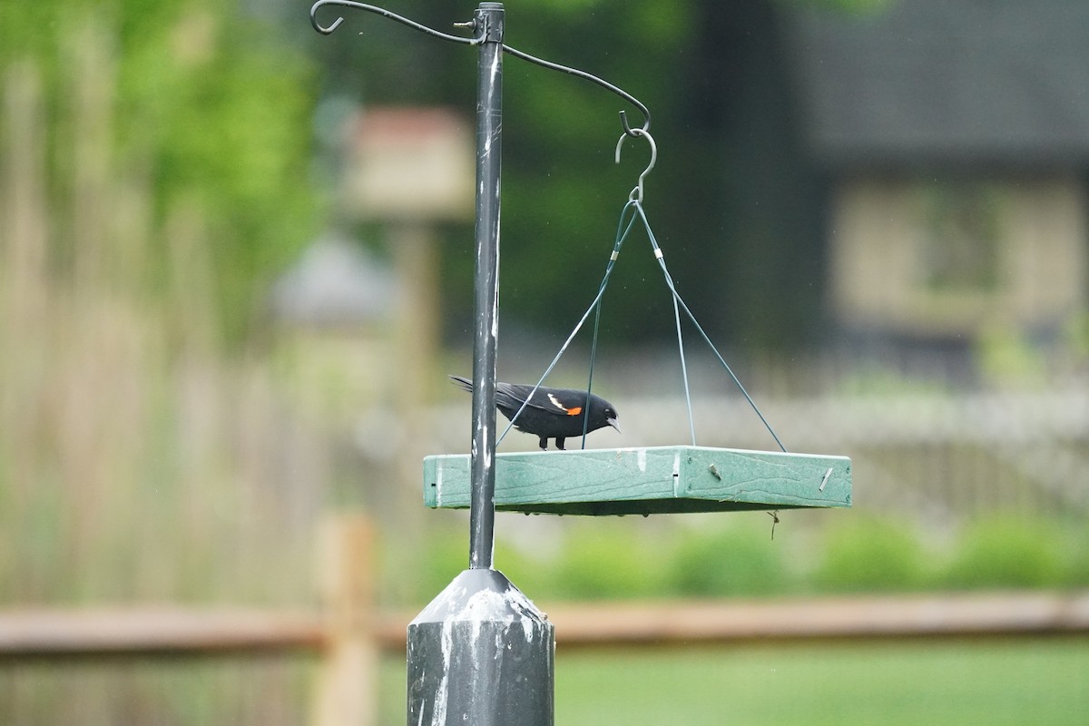 Red-winged Blackbird (Red-winged) - ML618555477