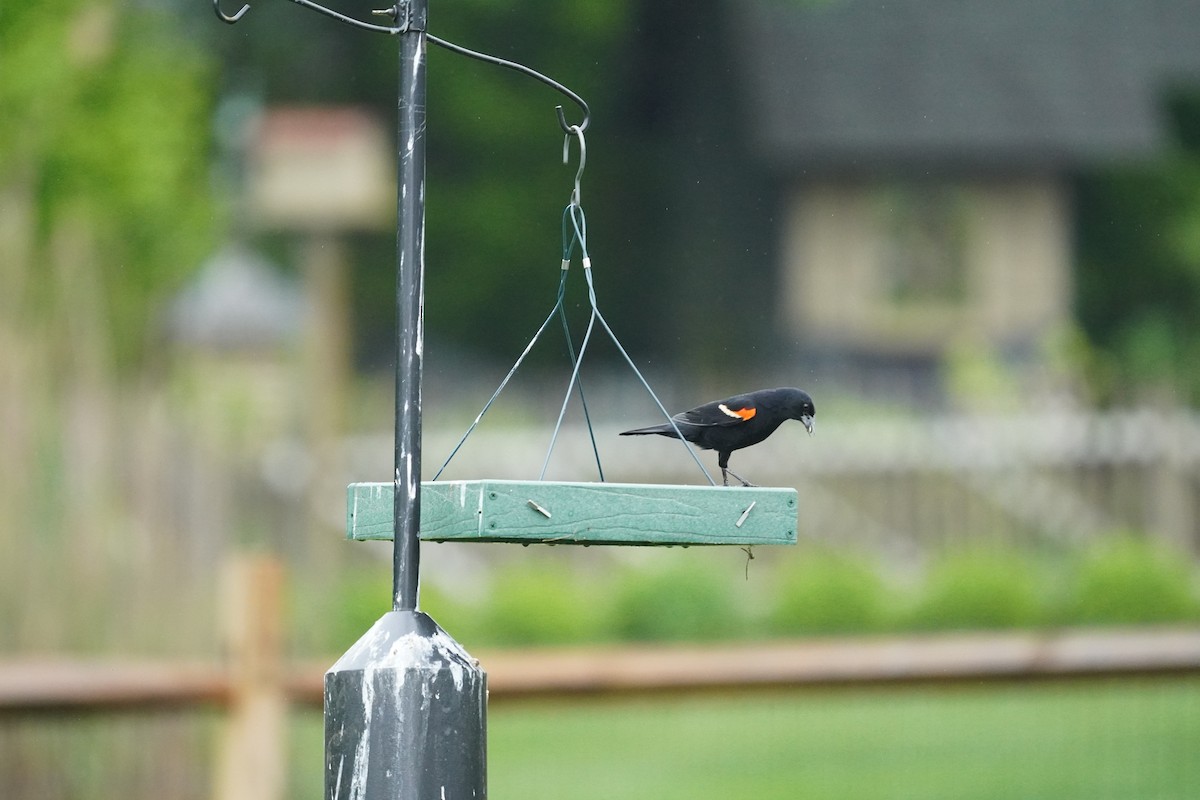 Red-winged Blackbird (Red-winged) - ML618555479