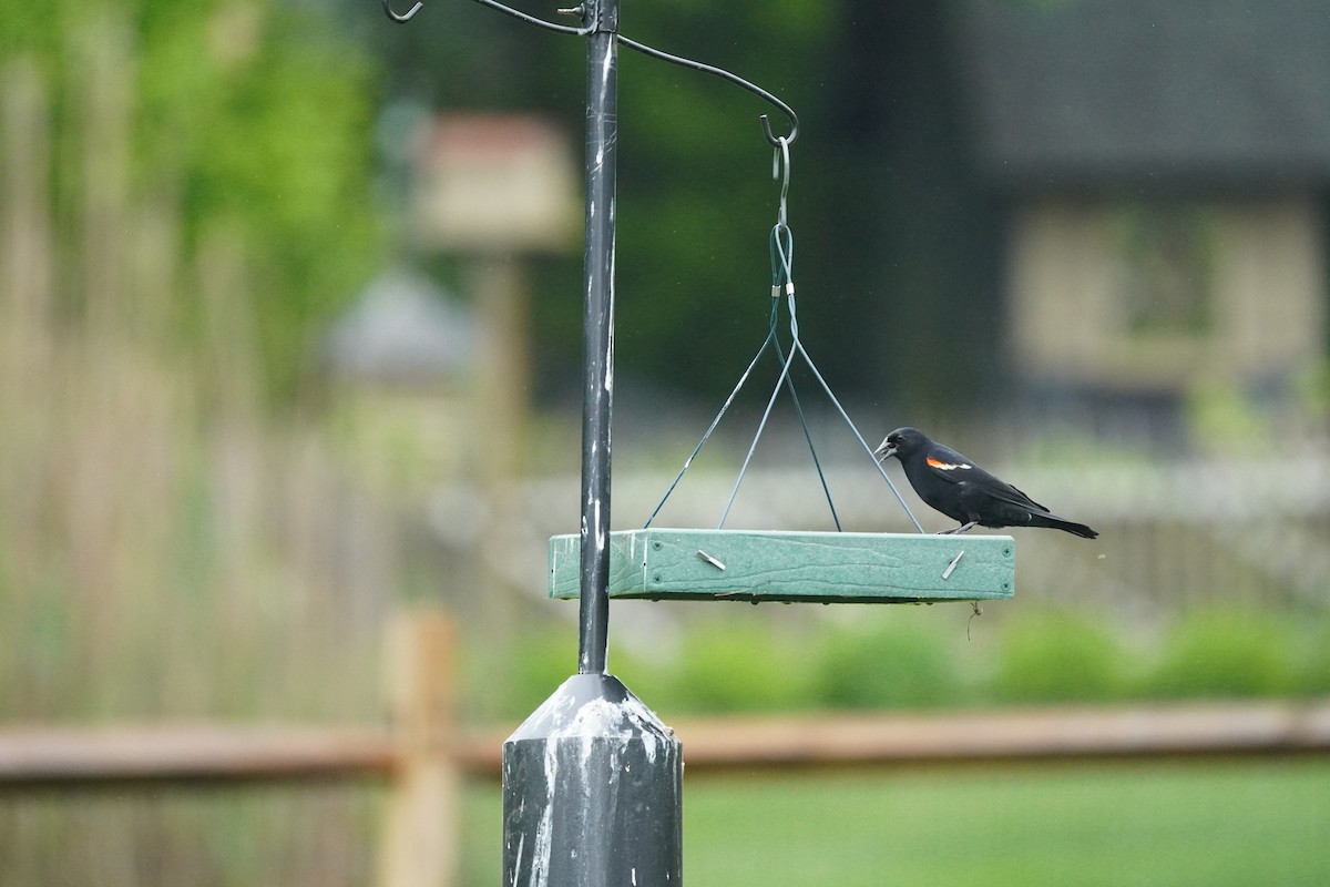Red-winged Blackbird (Red-winged) - ML618555480