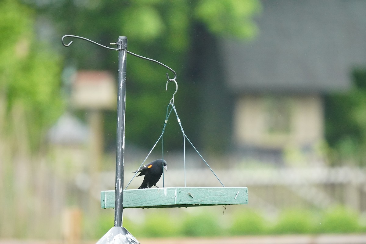 Red-winged Blackbird (Red-winged) - ML618555482