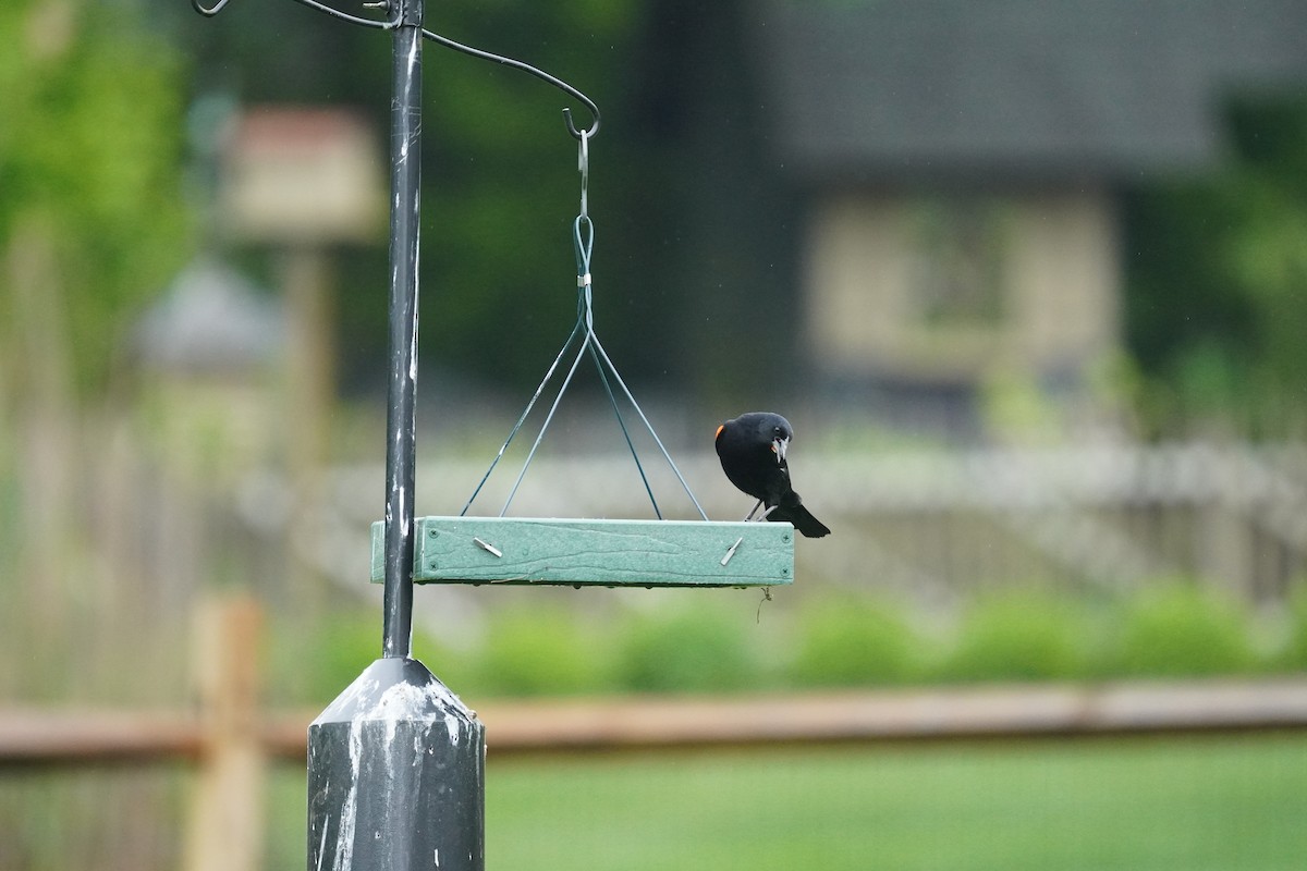 Red-winged Blackbird (Red-winged) - ML618555483