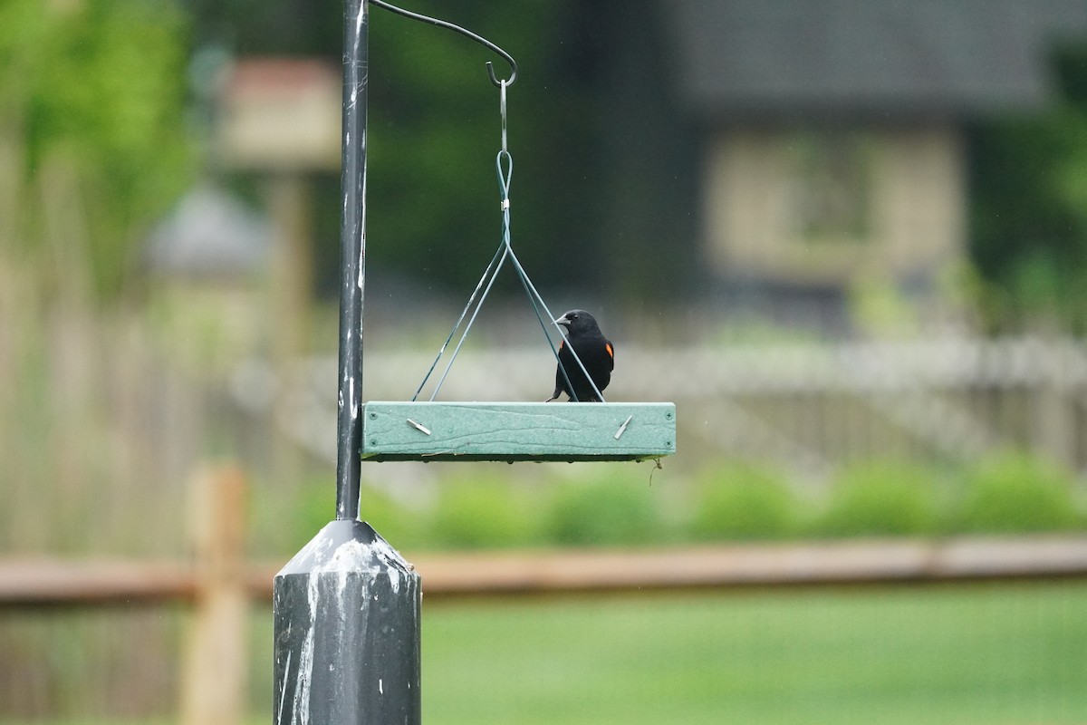 Red-winged Blackbird (Red-winged) - ML618555484