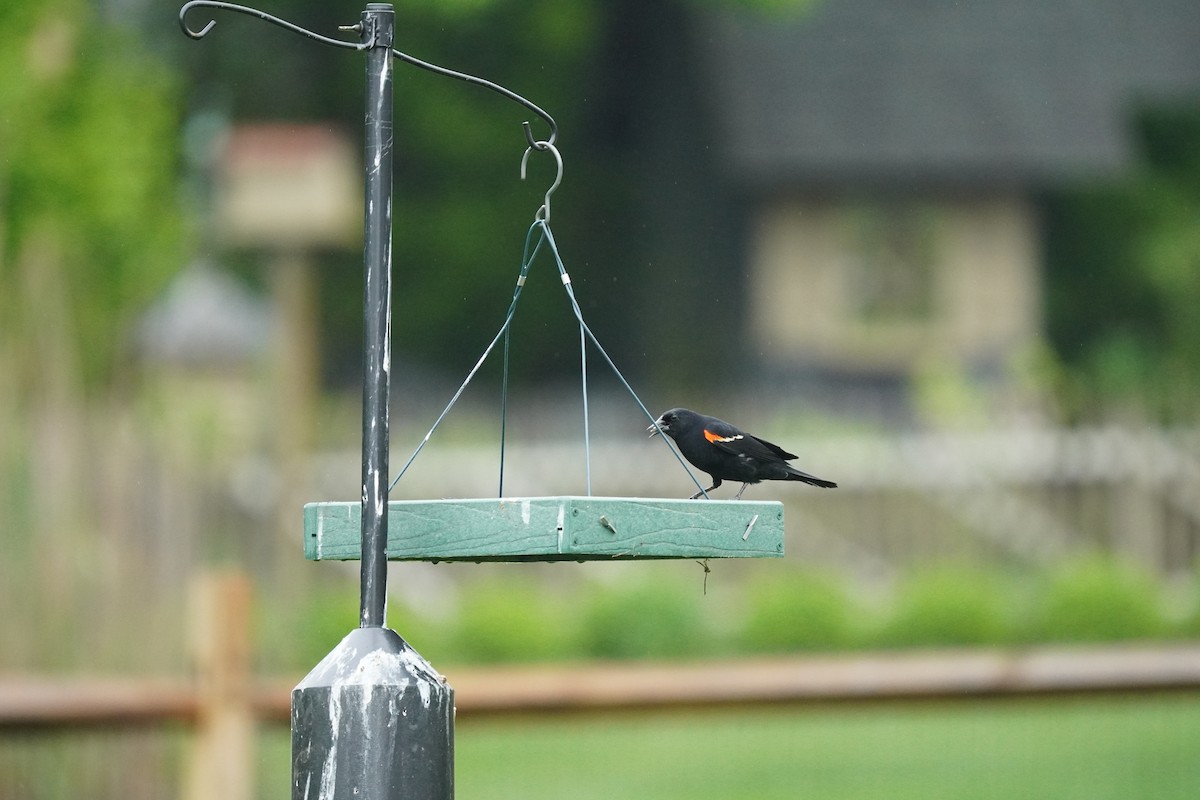 Red-winged Blackbird (Red-winged) - ML618555485