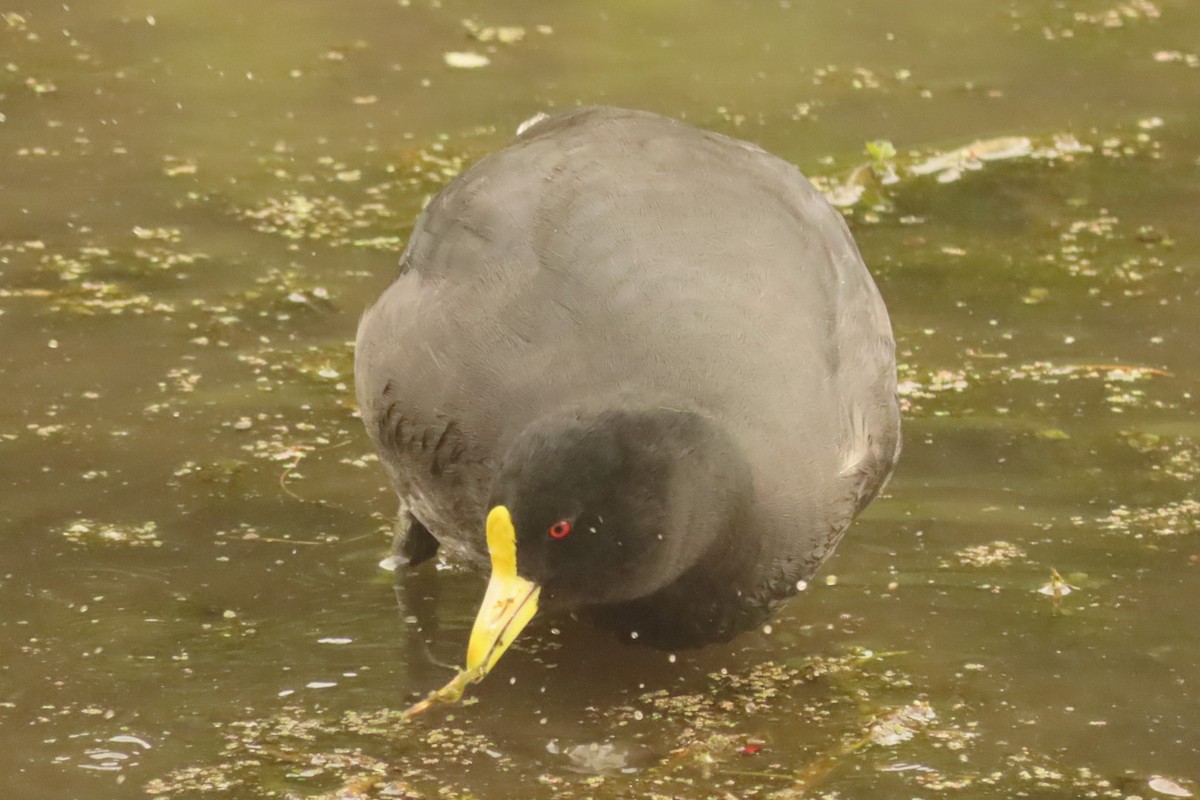 White-winged Coot - ML618555512