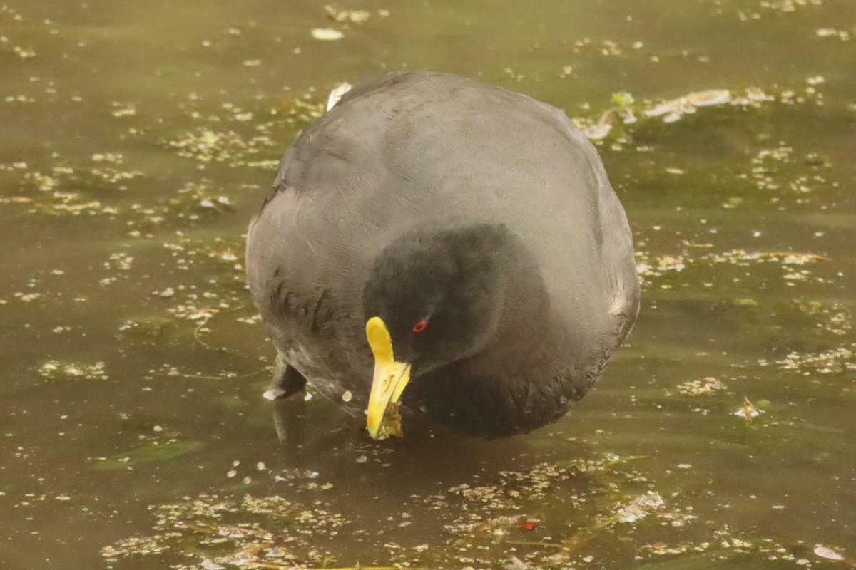 White-winged Coot - Andrés Bustos