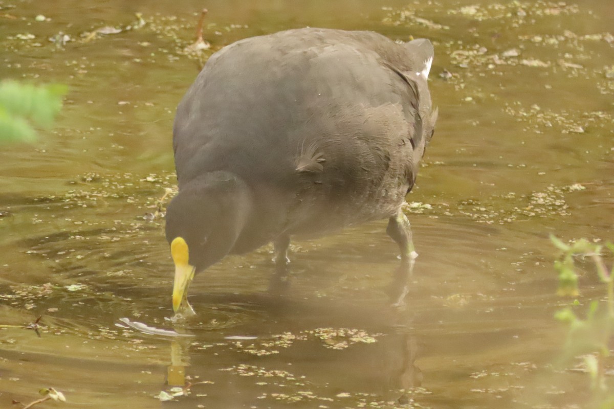 White-winged Coot - ML618555514