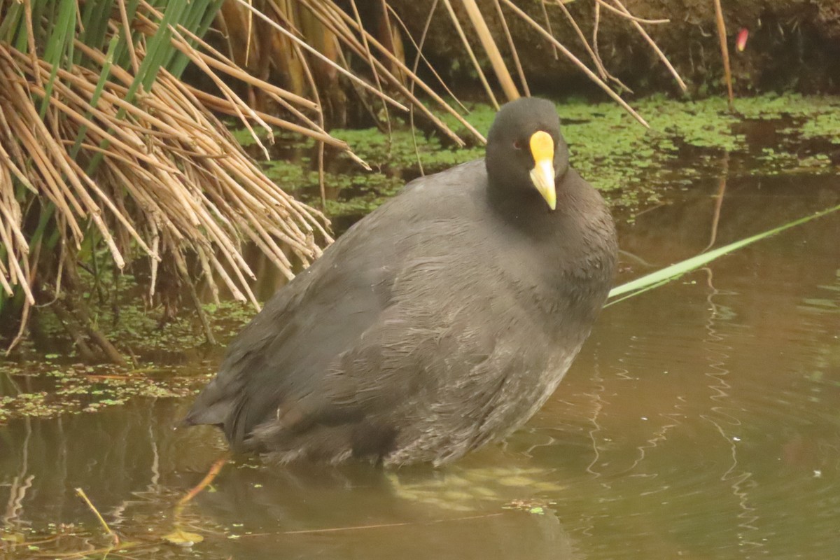 White-winged Coot - ML618555515