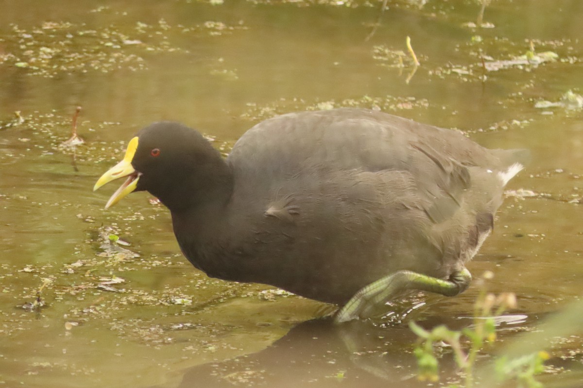 White-winged Coot - ML618555516