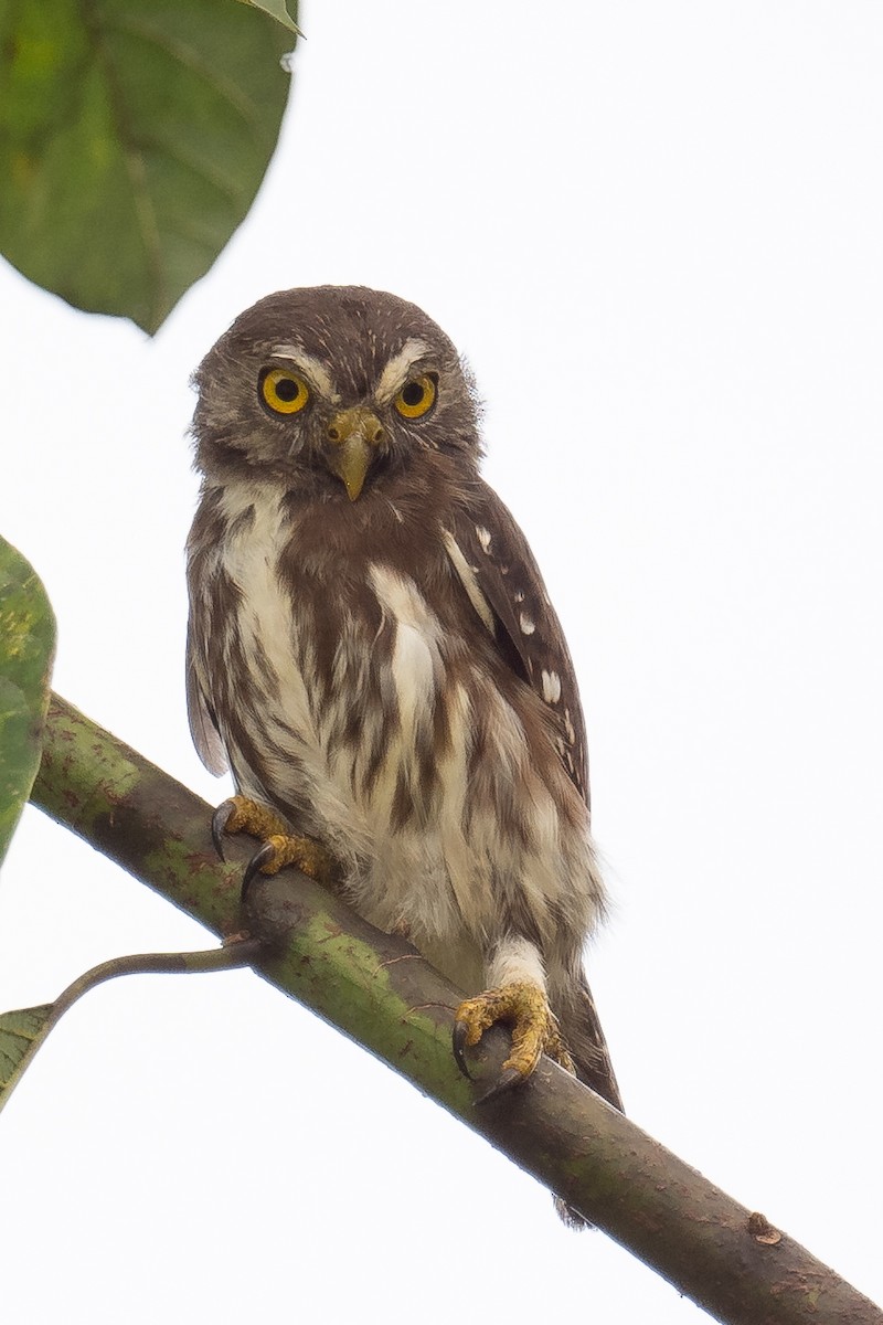Ferruginous Pygmy-Owl - ML618555530