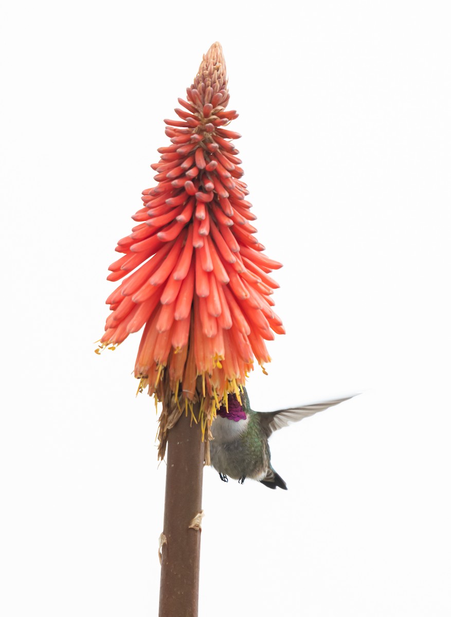 Broad-tailed Hummingbird - ML618555537