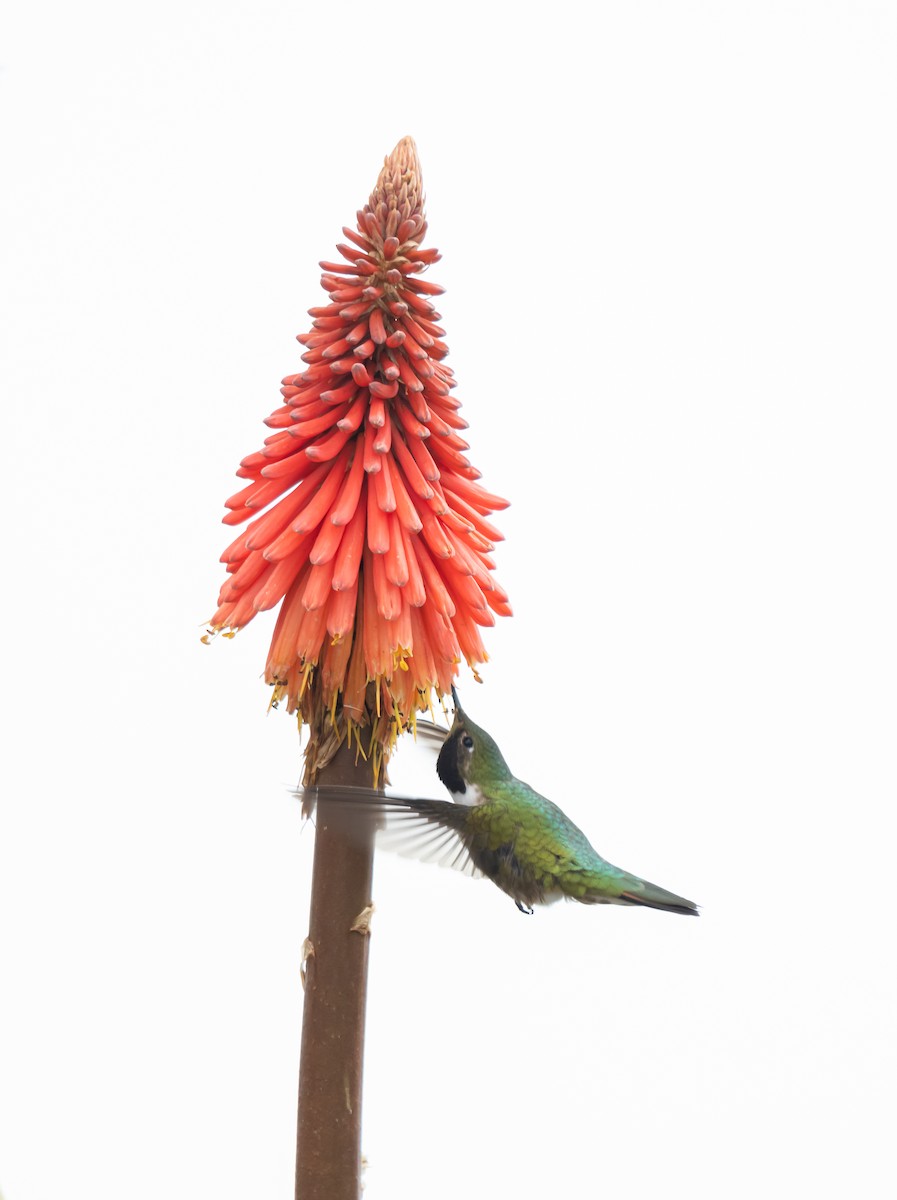 Broad-tailed Hummingbird - ML618555539