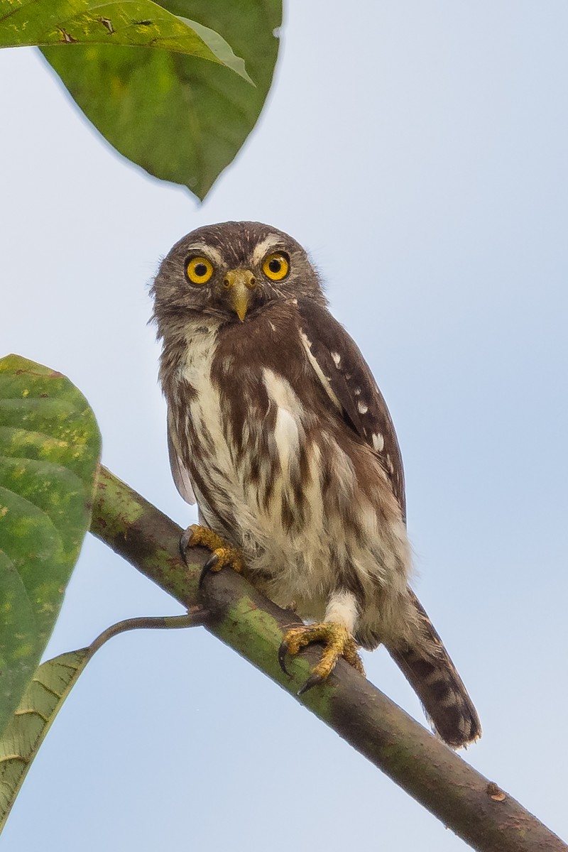 Ferruginous Pygmy-Owl - ML618555540