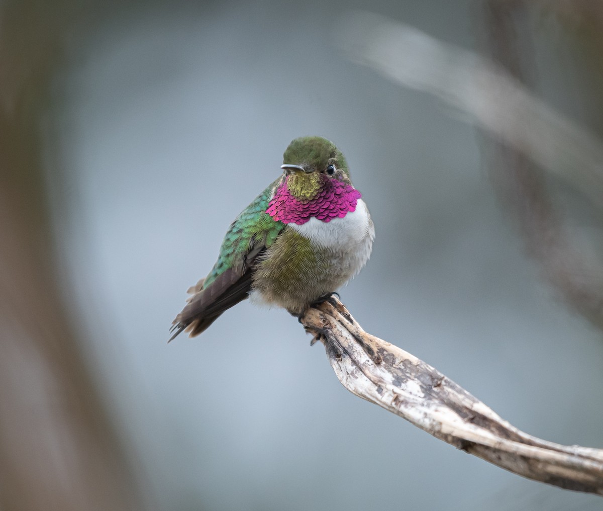 Broad-tailed Hummingbird - ML618555542