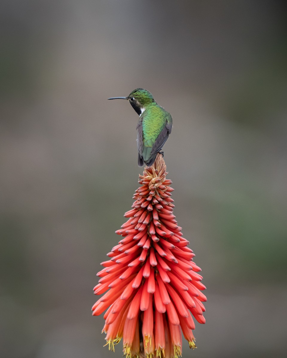 Broad-tailed Hummingbird - ML618555543