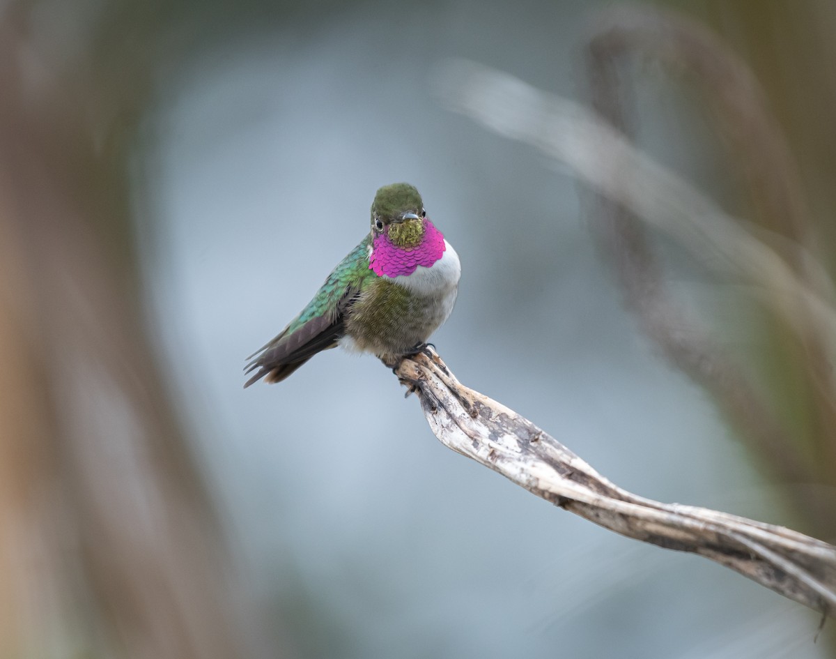 Broad-tailed Hummingbird - ML618555545