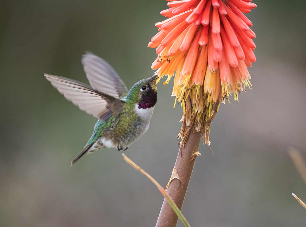 Broad-tailed Hummingbird - ML618555549