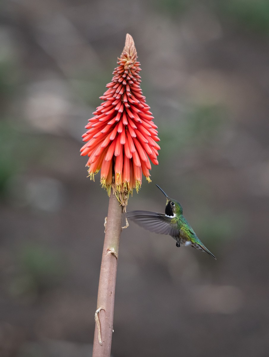 Broad-tailed Hummingbird - ML618555550