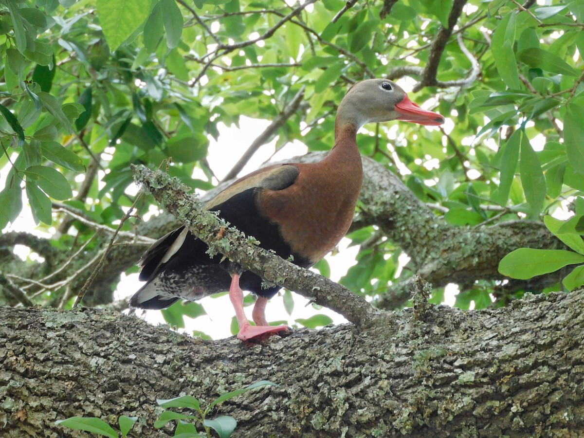 Black-bellied Whistling-Duck - Kathy Rhodes