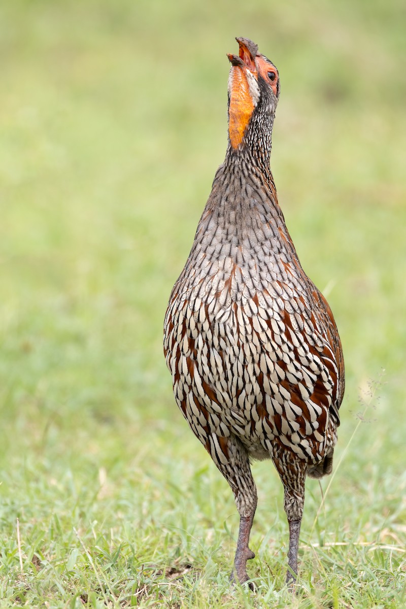 Gray-breasted Spurfowl - ML618555572