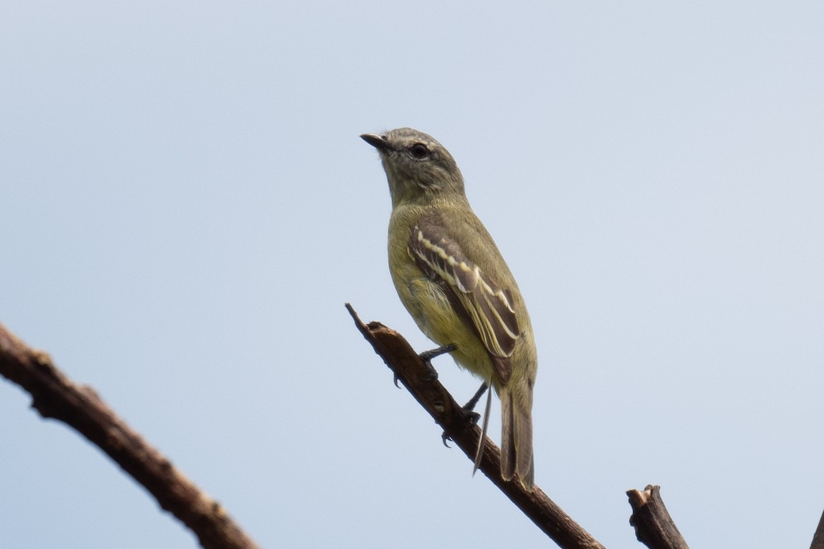 Yellow-crowned Tyrannulet - ML618555574