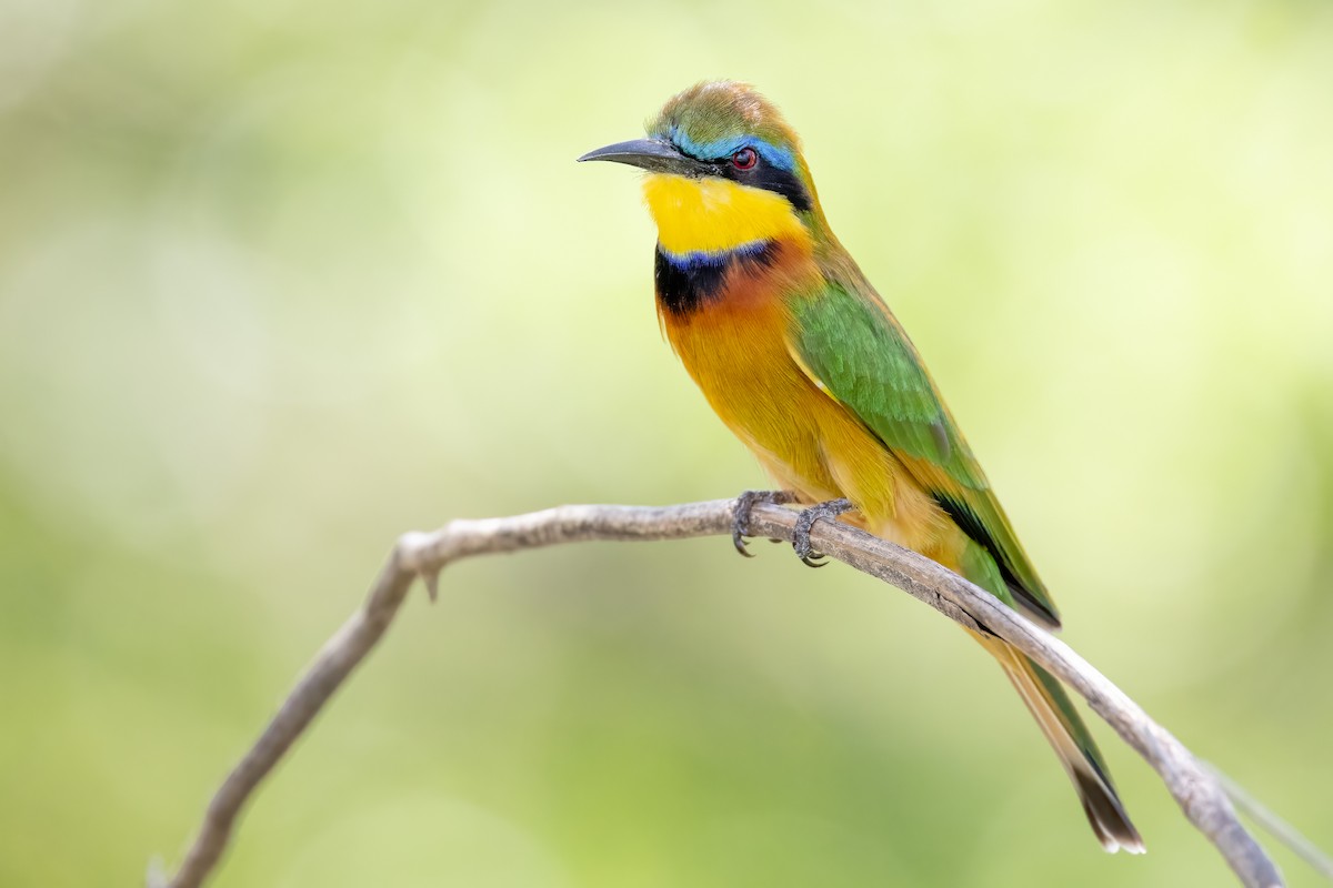 Little Bee-eater - Daniel Danckwerts (Rockjumper Birding Tours)