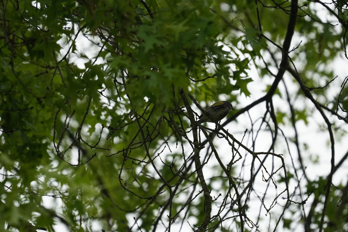 Yellow-rumped Warbler (Myrtle) - ML618555596