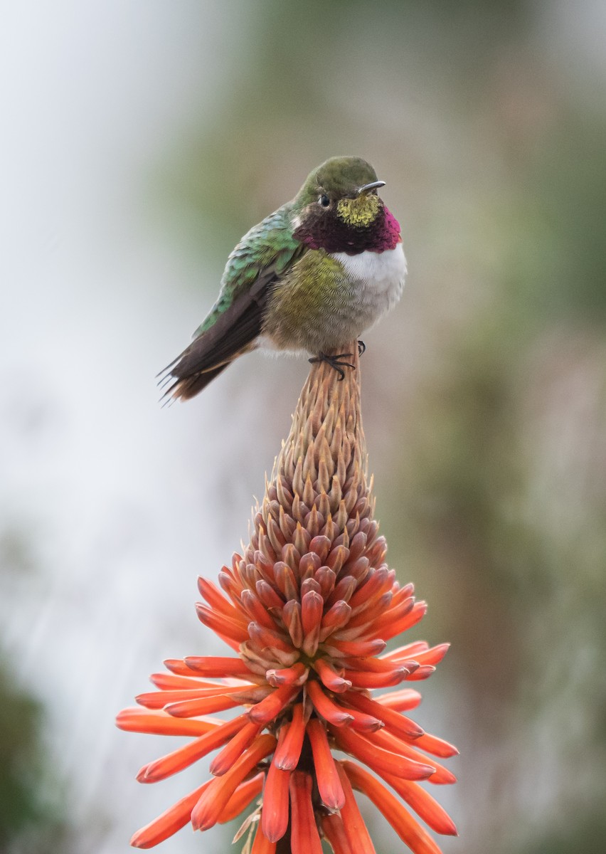 Broad-tailed Hummingbird - ML618555612