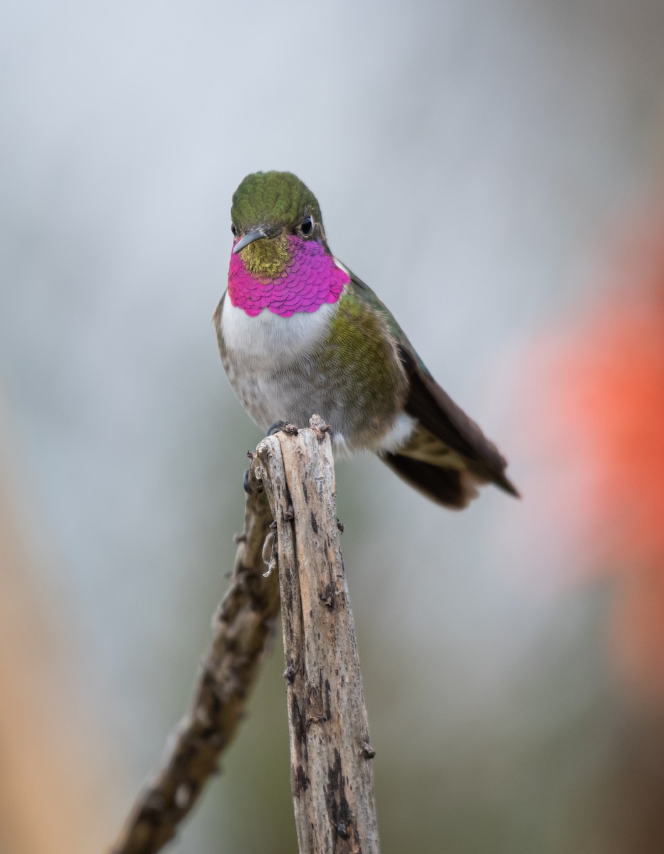 Broad-tailed Hummingbird - ML618555613