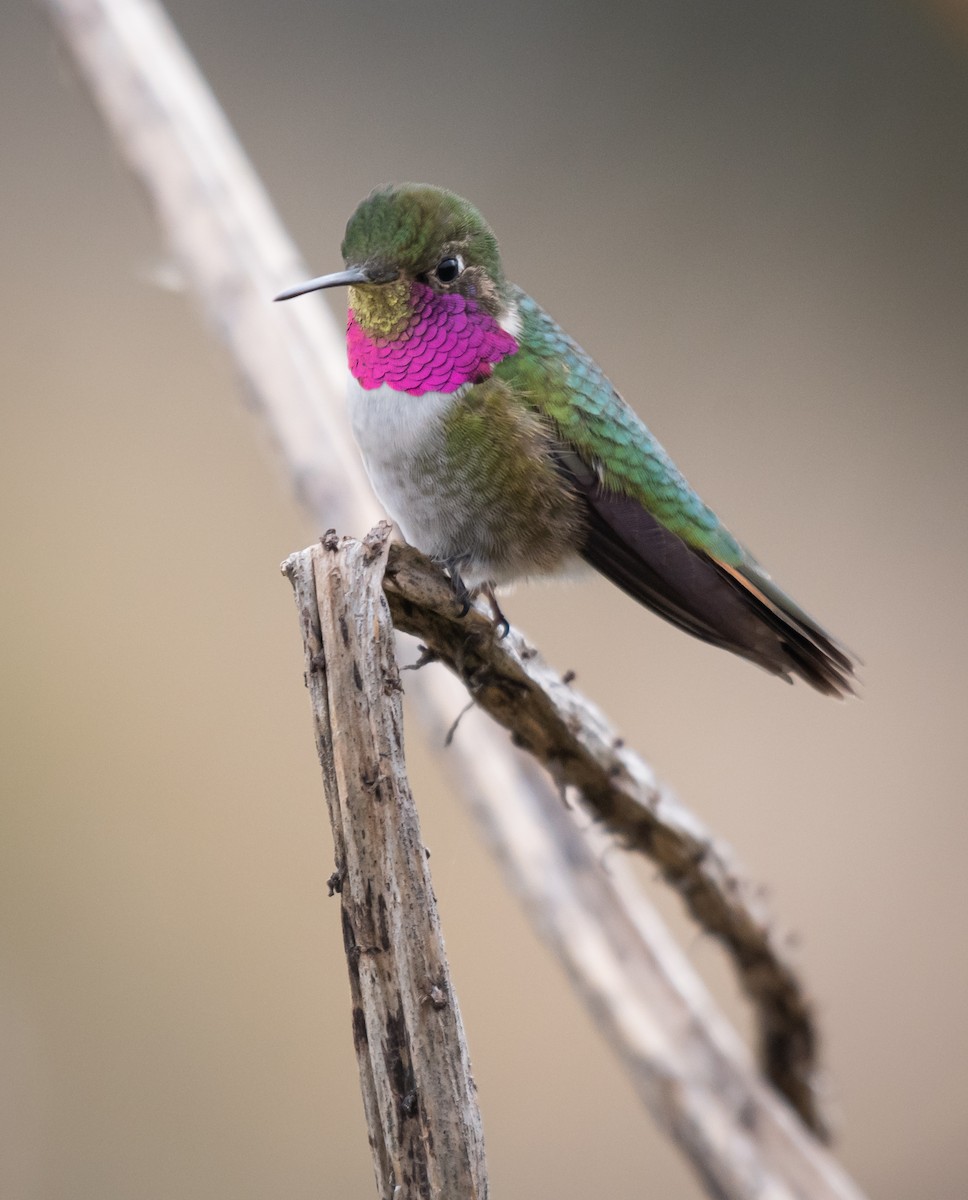 Broad-tailed Hummingbird - ML618555614