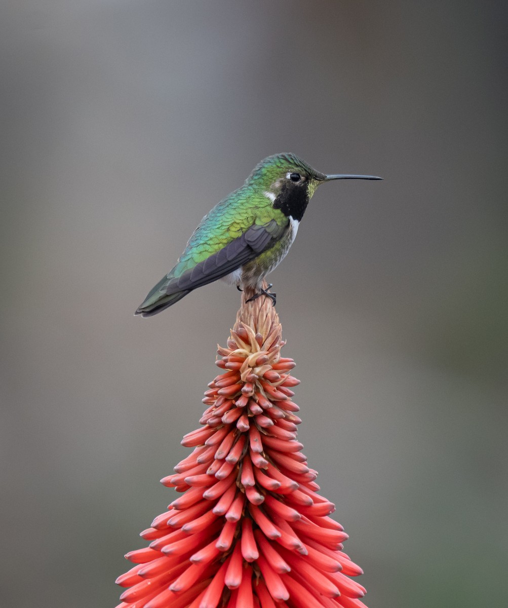 Broad-tailed Hummingbird - ML618555615