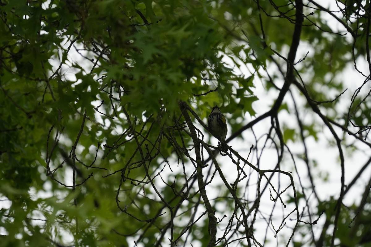 Yellow-rumped Warbler (Myrtle) - ML618555616